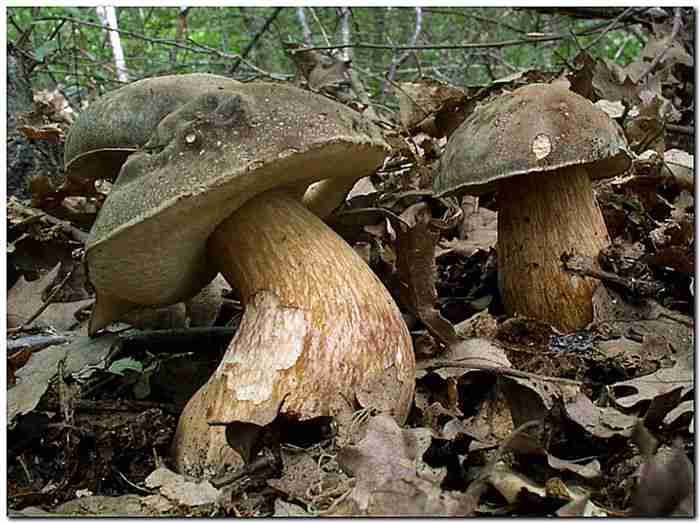  Image name: 00_180 Porcino.jpg 
 width: 700 pixel 
 height: 523 pixel 
 Size: 39067 bytes 
 Click to enlarge 